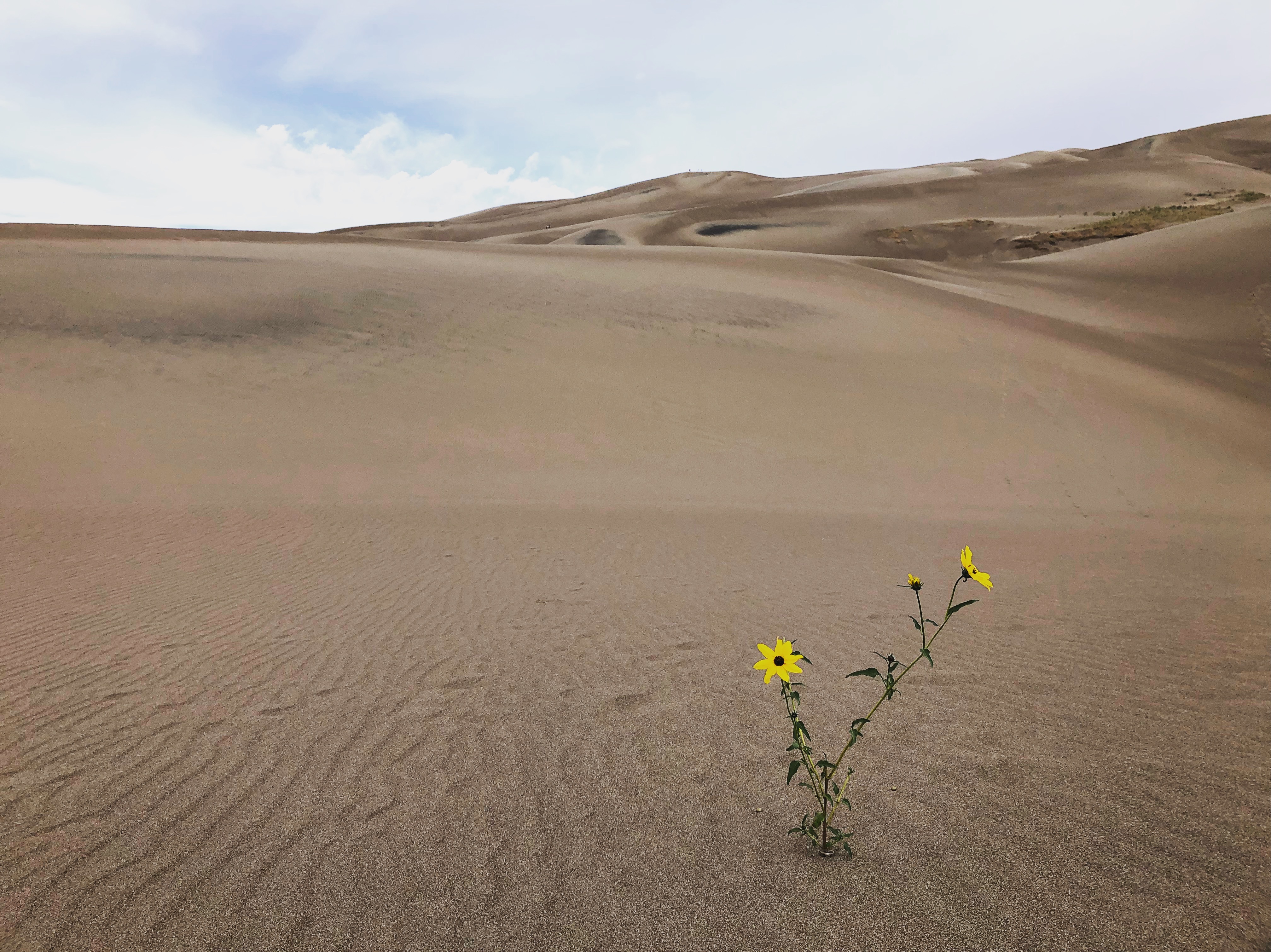 The Great Sand Dunes National Park